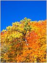 autumn2s.jpg (6532 bytes)
