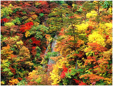 autumn3.jpg (56050 bytes)