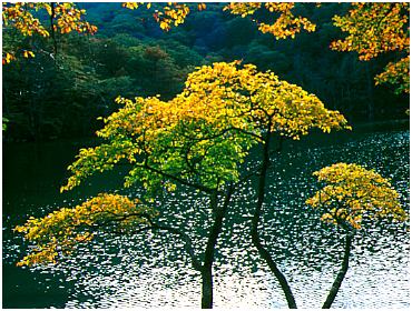 autumn4.jpg (47651 bytes)