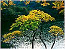 autumn4s.jpg (8129 bytes)