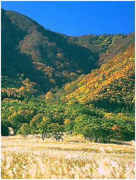 autumn5.jpg (42607 bytes)