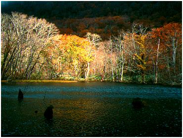 autumn6.jpg (33113 bytes)