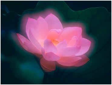 flower.jpg (11265 bytes)