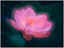 flower1s.jpg (3434 bytes)