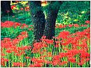 flower2s.jpg (7585 bytes)