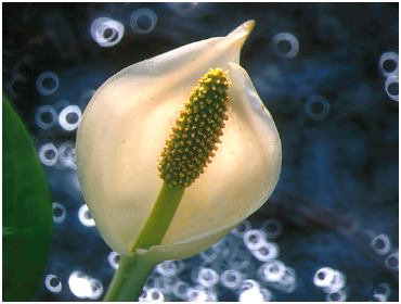 flower4.jpg (17488 bytes)