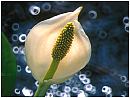 flower4s.jpg (5276 bytes)