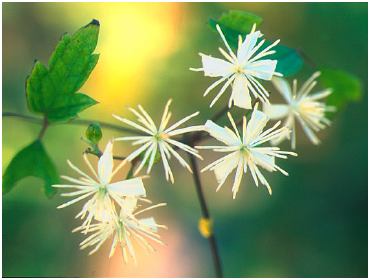 flower5.jpg (18802 bytes)