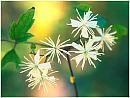 flower5s.jpg (5150 bytes)
