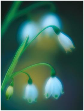 flower6.jpg (11156 bytes)