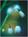 flower6s.jpg (3548 bytes)
