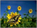 summer1s.jpg (5042 bytes)