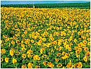 summer2s.jpg (9205 bytes)