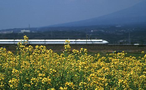 t14.jpg (40090 bytes)