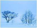 winter1s.jpg (3814 bytes)