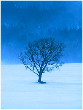 winter2.jpg (15161 bytes)