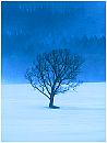 winter2s.jpg (3510 bytes)